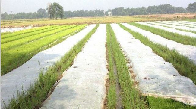 水稻育秧無紡布