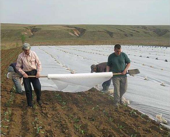 水稻育秧無(wú)紡布的使用